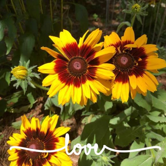 Meet your Posher, Cindy - Picture 1 of 1